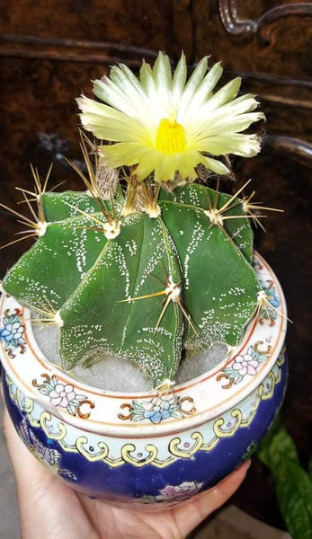 Astrophytum ornatum cactus