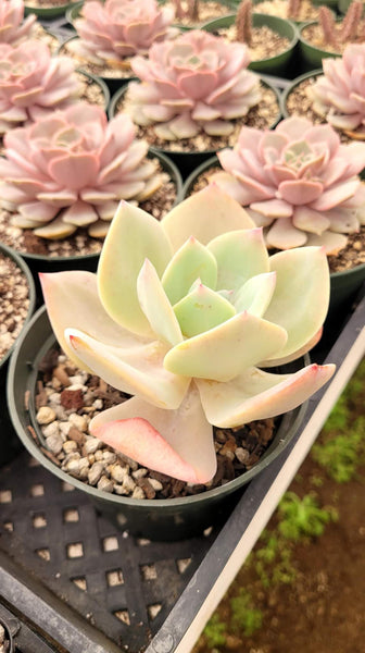 Imported Echeveria Lemon Rose 6"